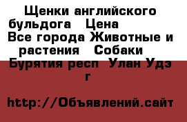 Щенки английского бульдога › Цена ­ 40 000 - Все города Животные и растения » Собаки   . Бурятия респ.,Улан-Удэ г.